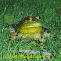 /home//u458753944/public_html/sourcegallery//Frogs/More bullfrogs/P6080124.JPG